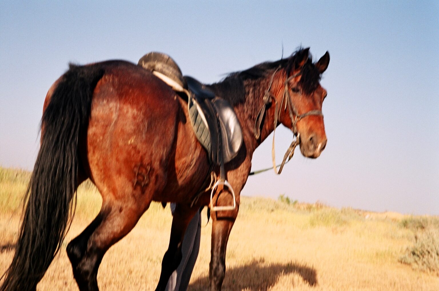 ¿Qué les da miedo a los caballos? Una investigación sobre los miedos